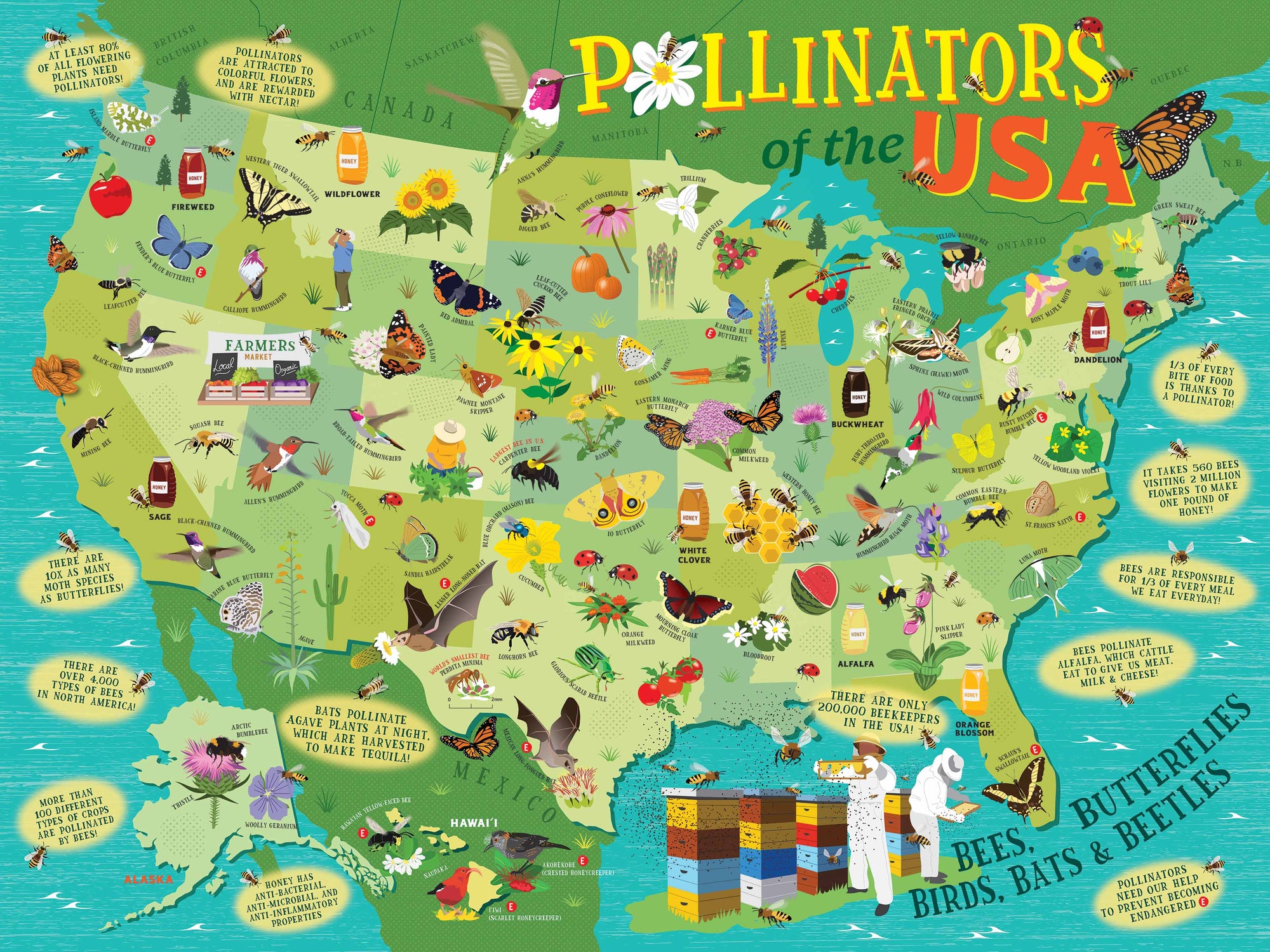 Pollinators of the US Puzzle